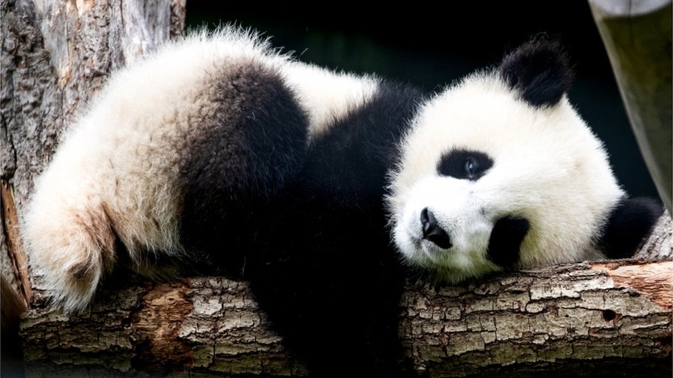 How has saving the panda affected other species? - CBBC Newsround