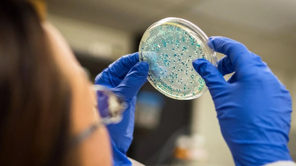 bactérias sendo analisadas por cientista