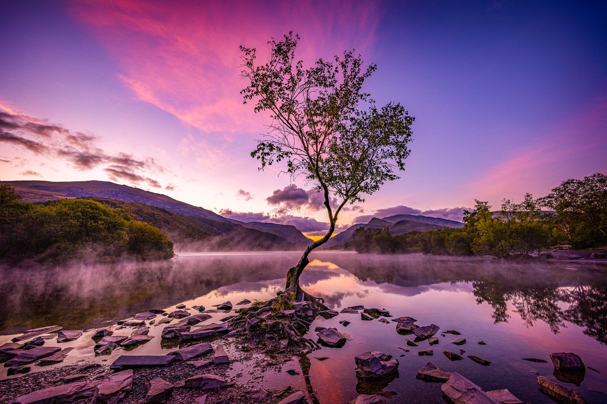 A lone tree in Eryri