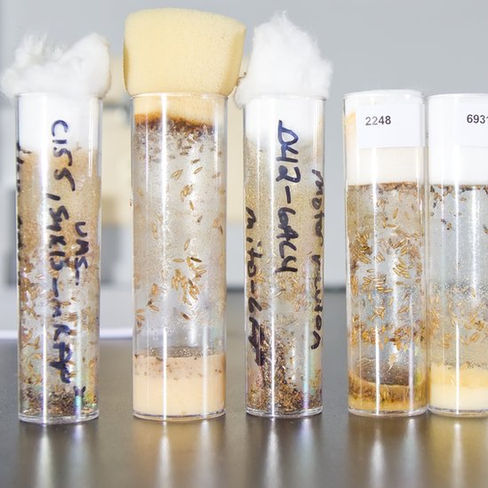 Son baratas y fáciles de mantener en el laboratorio. Larvas de moscas de la fruta
