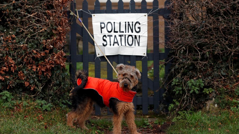 Собака возле избирательного участка в Нортумберленде