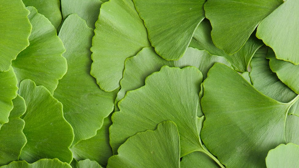 Herbal remedy ginkgo biloba 'can help stroke recovery'