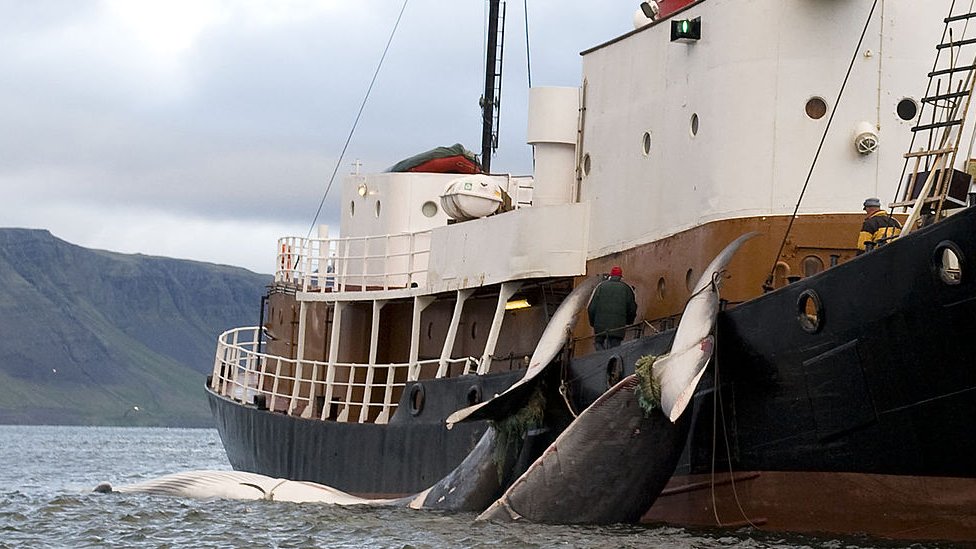 Caza de ballenas en Islandia