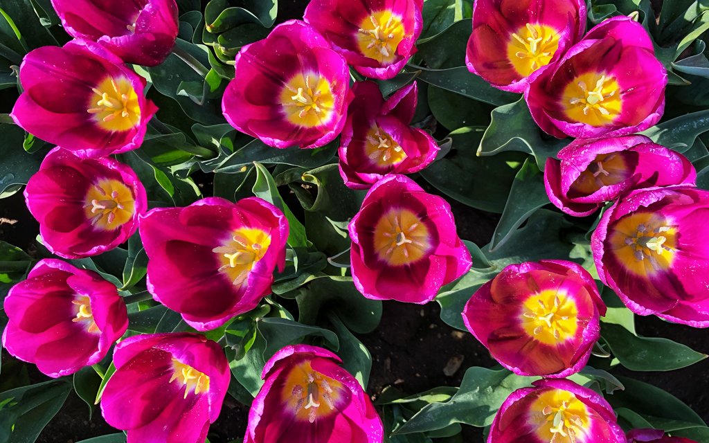 Крупным планом розовых и желтых тюльпанов