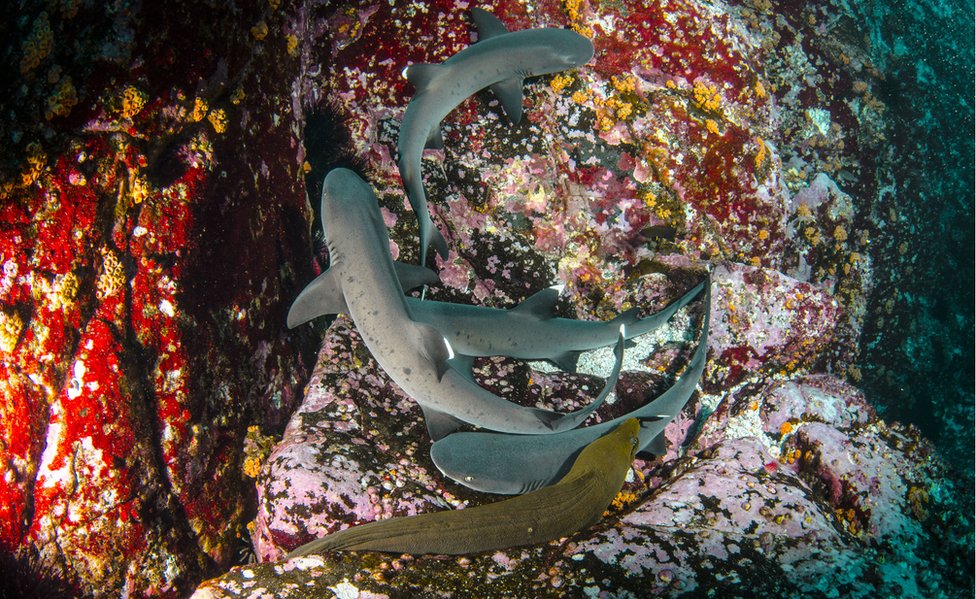 Esta zona es un lugar de encuentro y de paso para grandes especies migratorias como tiburones, ballenas y tortugas. Tiburones de punta blanca.