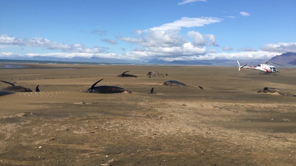 Мертвые киты-пилоты на исландском пляже