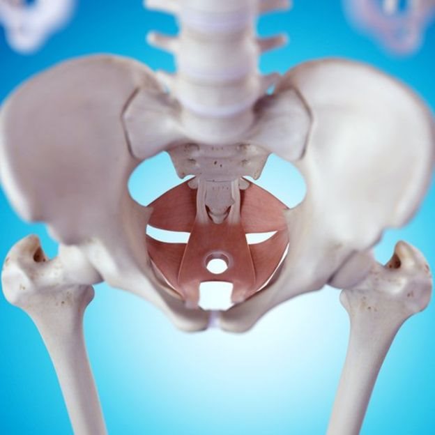 Los músculos del suelo pélvico actúan como un soporte para los órganos y viseras inferiores del cuerpo. Cadera