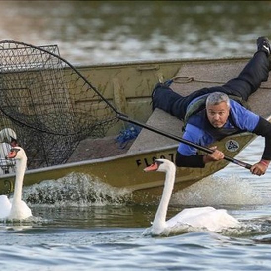 The swans being netted