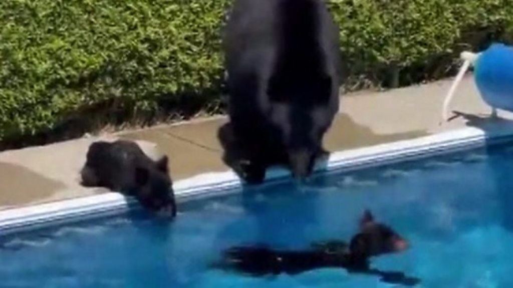 Canada heatwave: Bears take a dip in record breaking temperatures