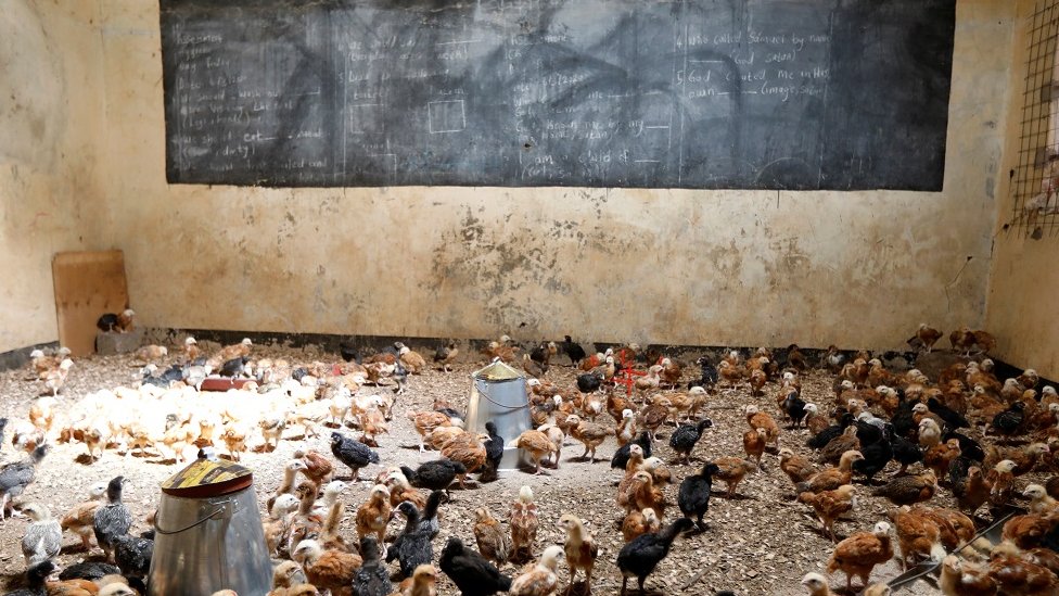 Chicks are seen in a classroom converted into a poultry house