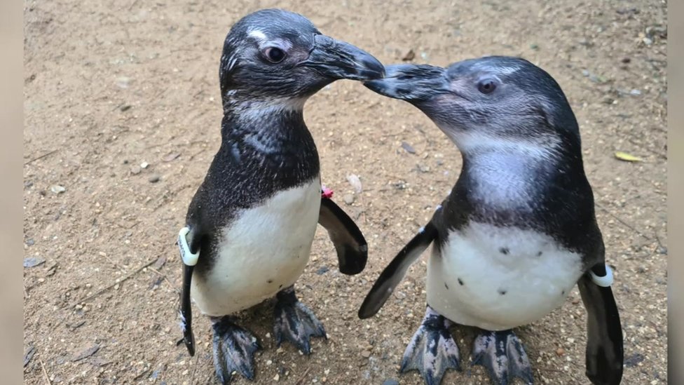 Farnham penguin finds 'guide bird' in one of her friends - BBC News