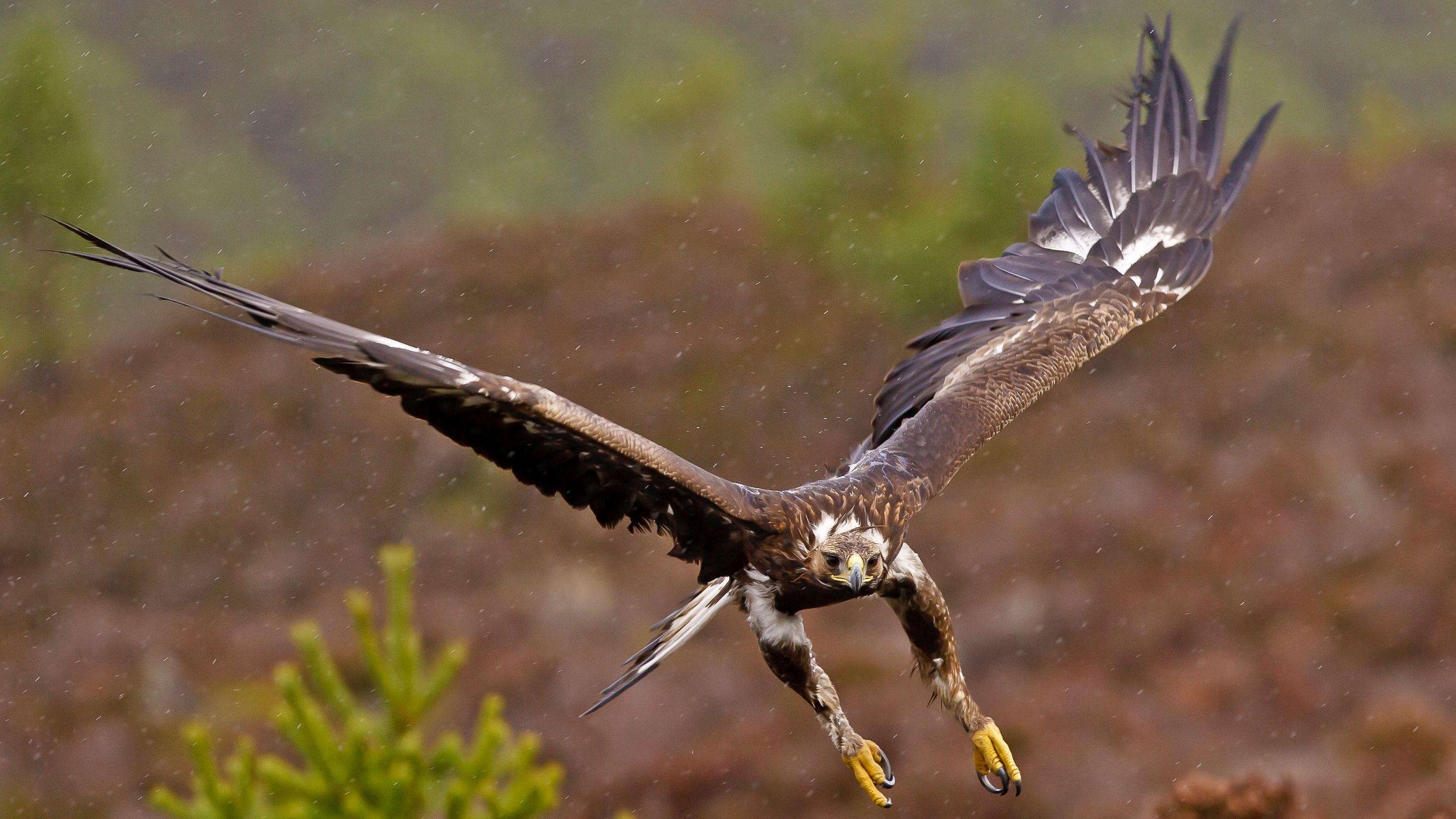 Golden Eagles to Return to England After 150 Years with £1 Million Government Backing
