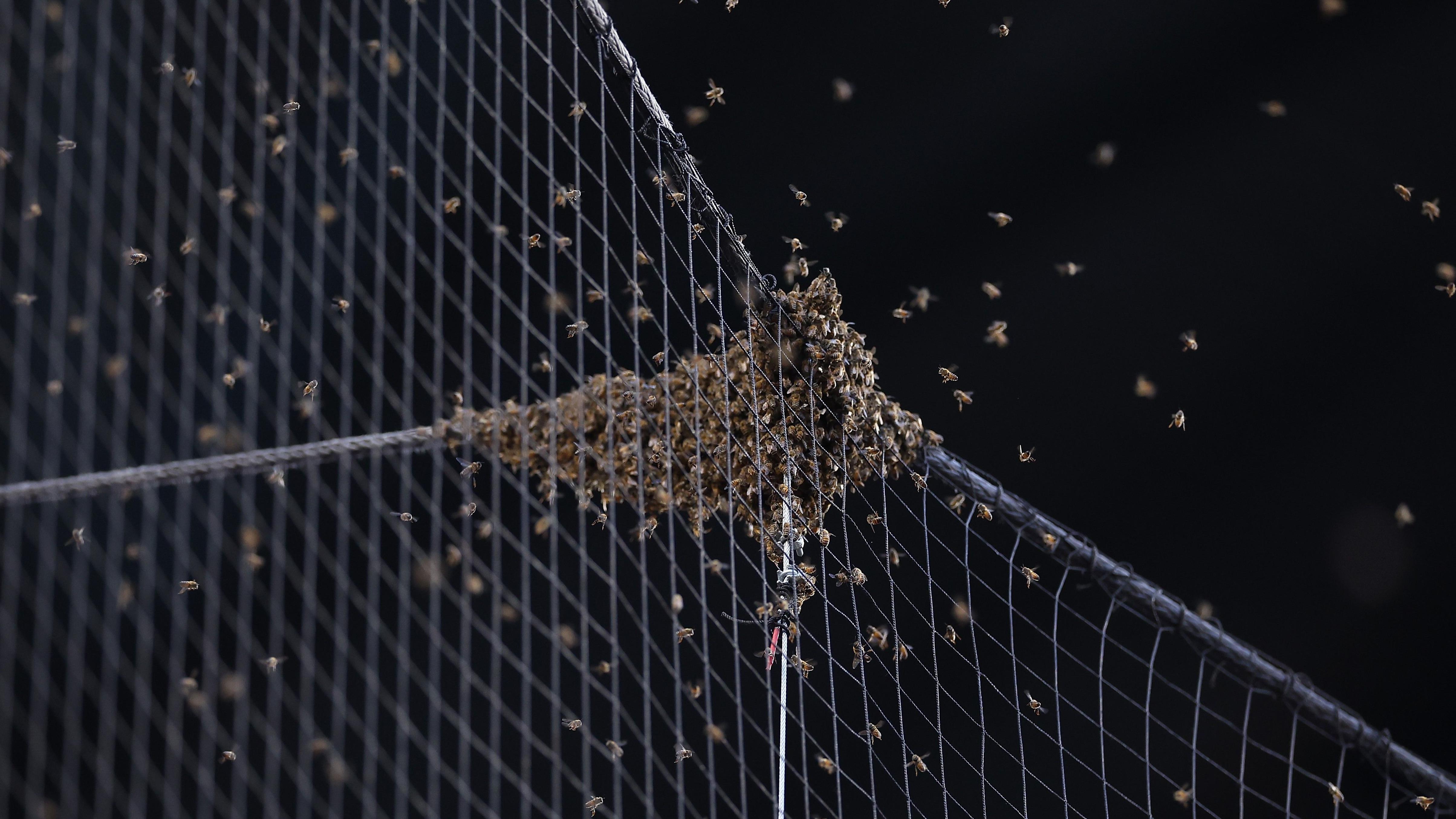 Bee swarm halts Arizona Diamondbacks v LA Dodgers MLB match - BBC Sport