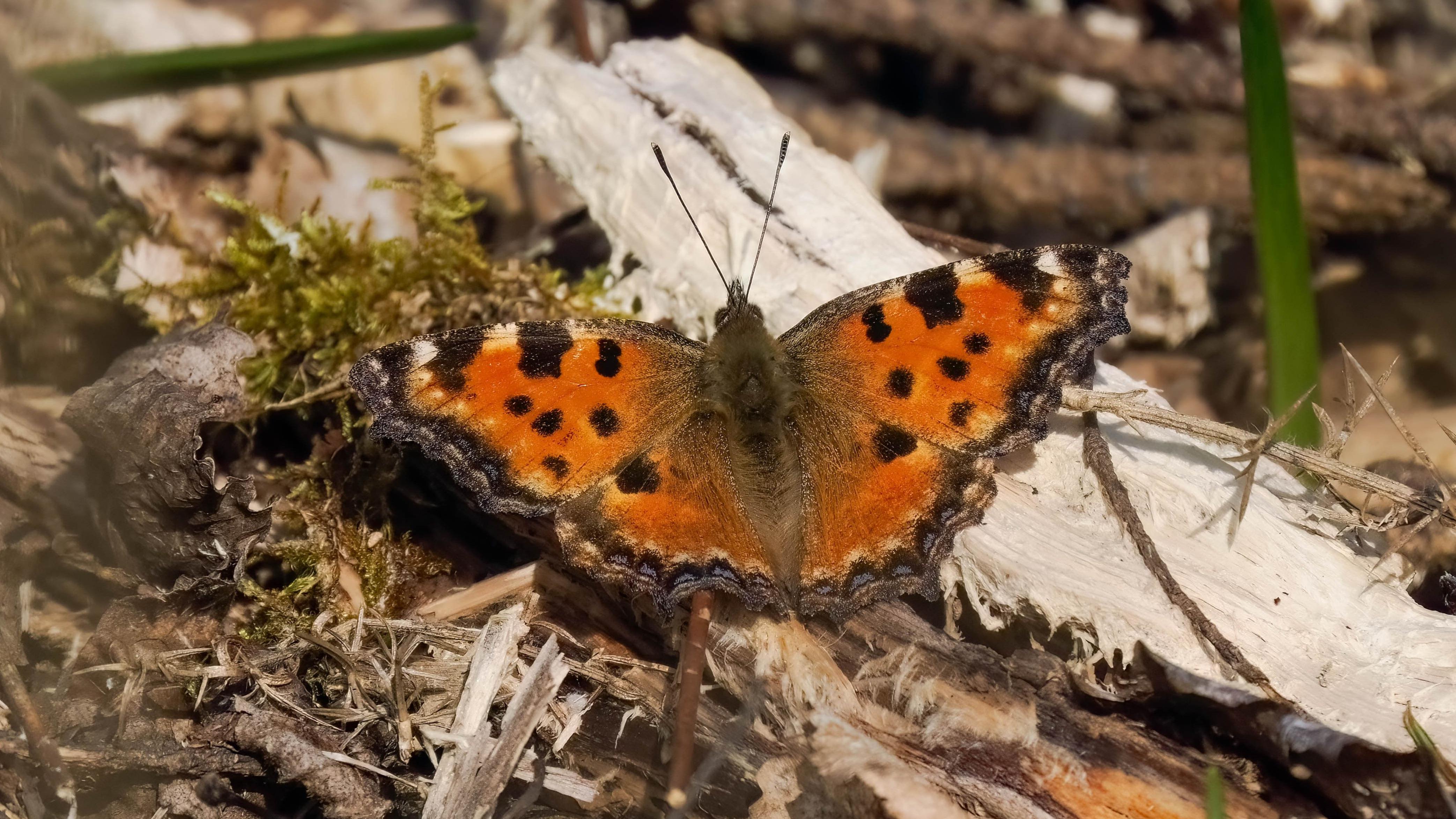 Large Tortoiseshell Butterfly Confirmed as UK Resident Species Again After a Century of Absence