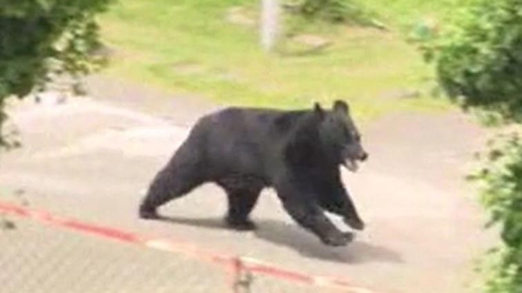 Japan: Bear opens window in factory escape, police say