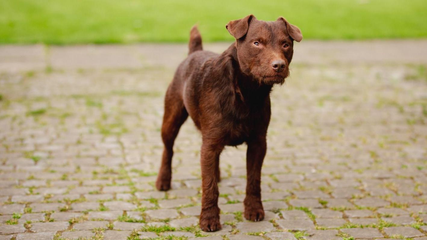 Patterdale kennels sale