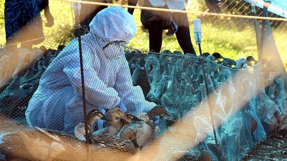 Сотрудник здравоохранения с домашними птицами