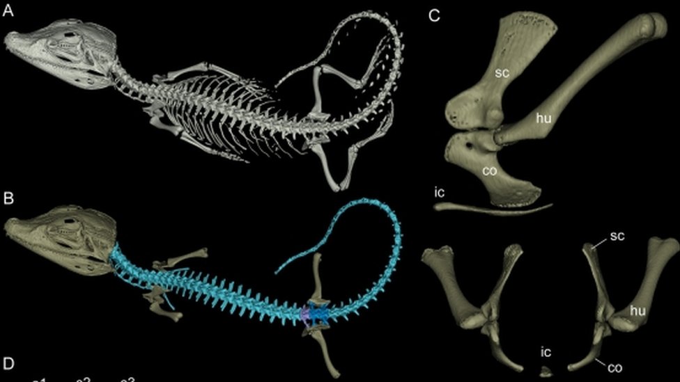 Недатированный раздаточный рисунок информационного листа, показывающий структуру костей древнего каймана Purussaurus mirandai