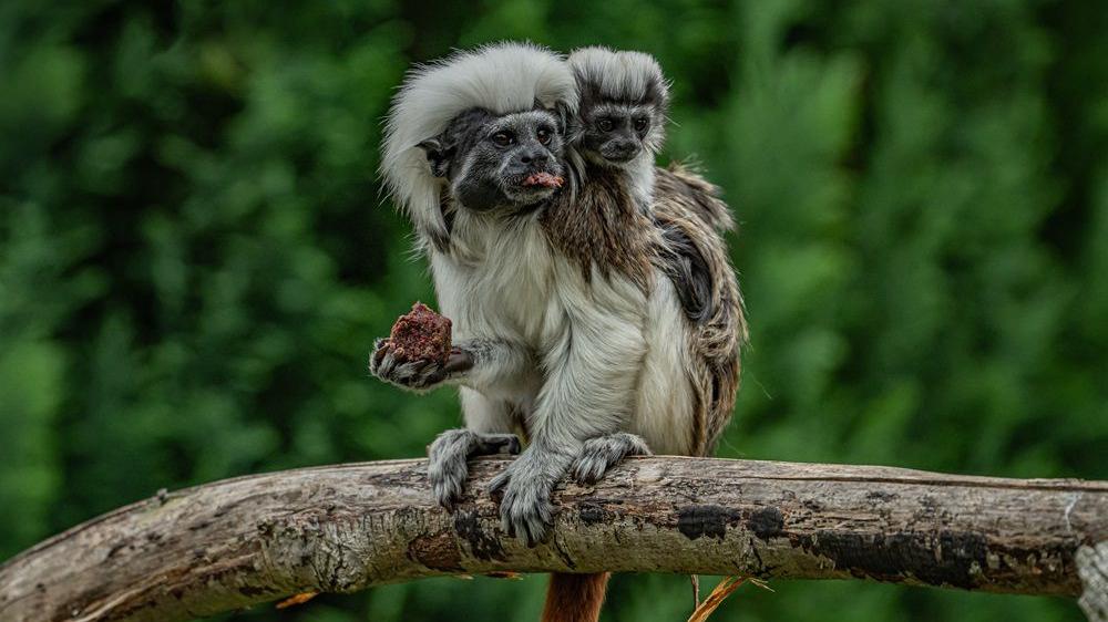 Chester Zoo welcomes rare monkey twins born the size of golf balls