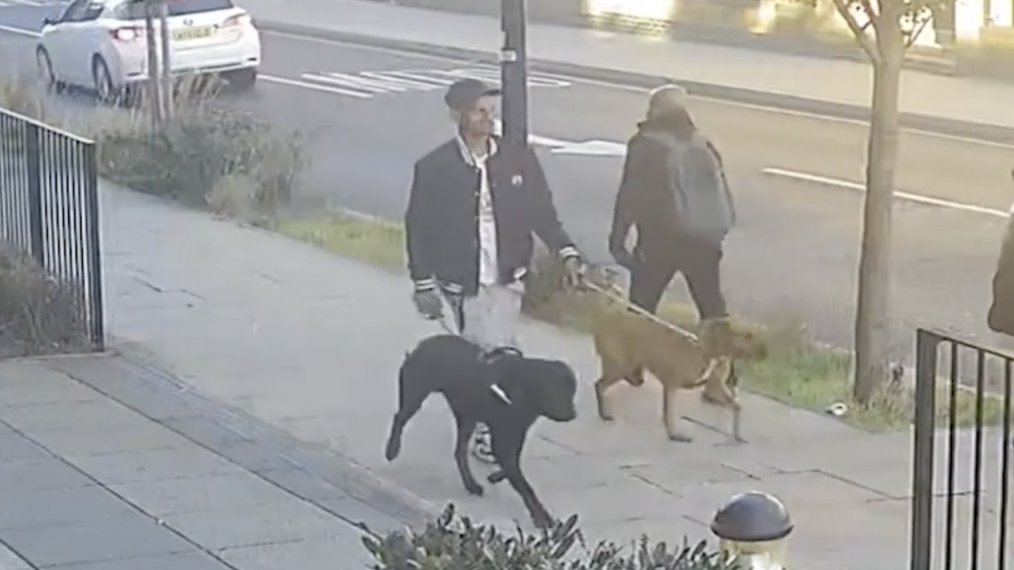 Will A Female And Male Dog Fight