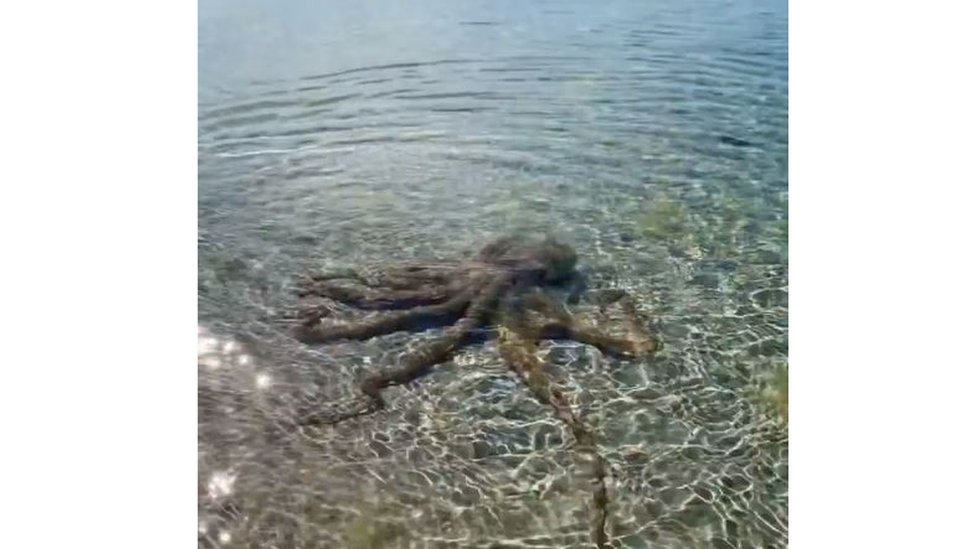 Australia: geologist beaten up by 'angriest octopus' on beach