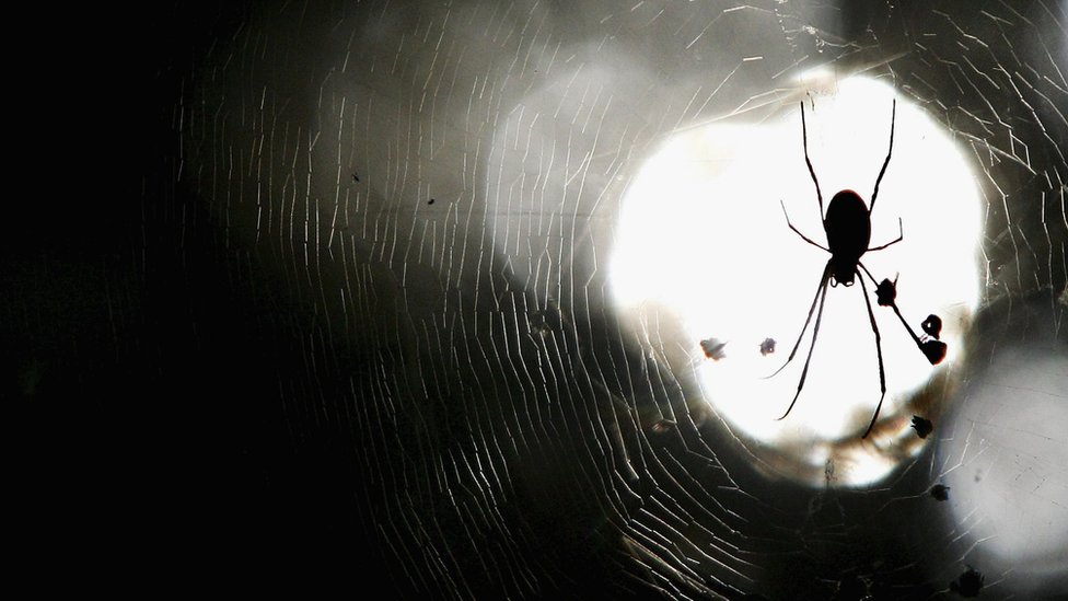 Australian police respond to spider death threats
