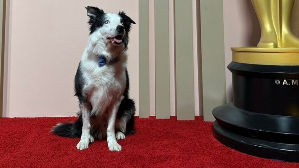 Messi the dog at the Academy Awards luncheon