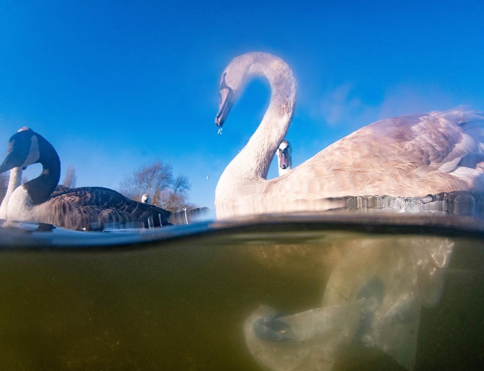 Лебедь рядом с полиэтиленовым пакетом в реке Трент