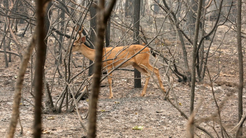 Jelen šeta po spaljenoj šumi kod Redinga u Kaliforniji