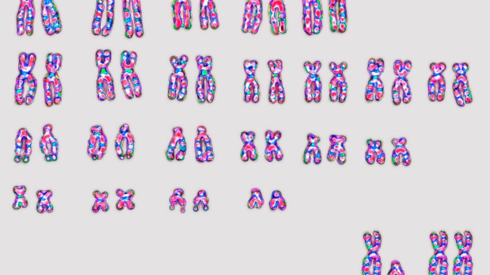 Kromosom.