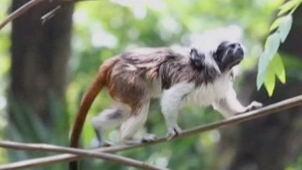 Critically endangered monkey born in Colombian zoo