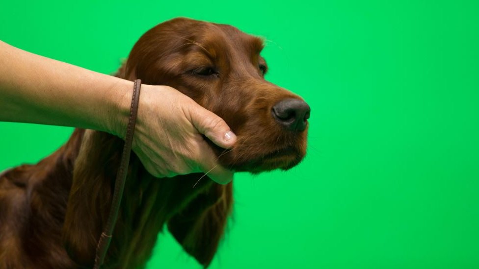 crufts qualifying shows 2019