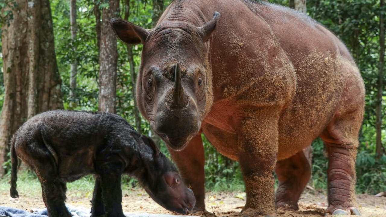 Rescue Of Critically Endangered Sumatran Rhino - International Rhino  FoundationInternational Rhino Foundation