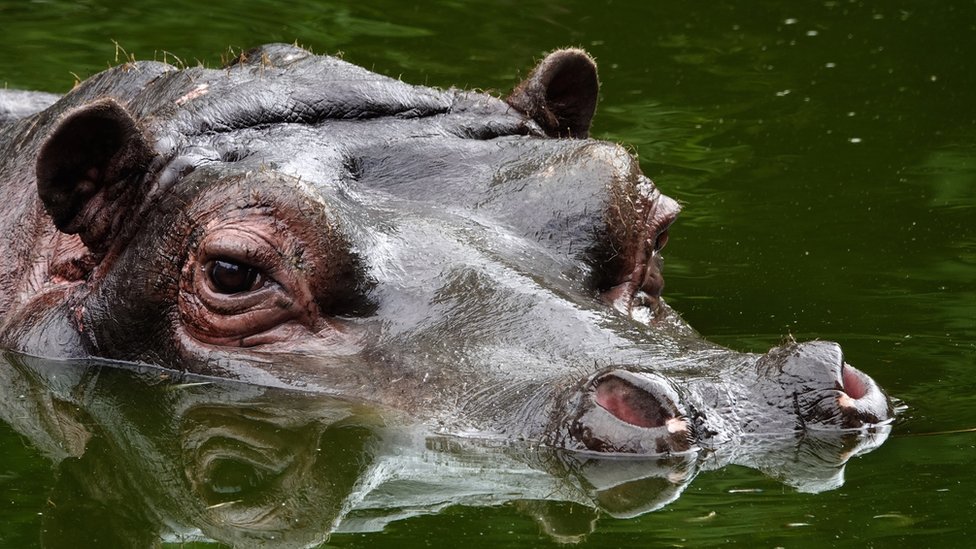 Belgian zoo hippos test positive for Covid - BBC News
