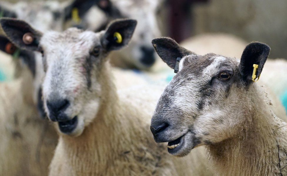Овцы на ферме High Crossgill в Алстон-Мур, графство Камбрия