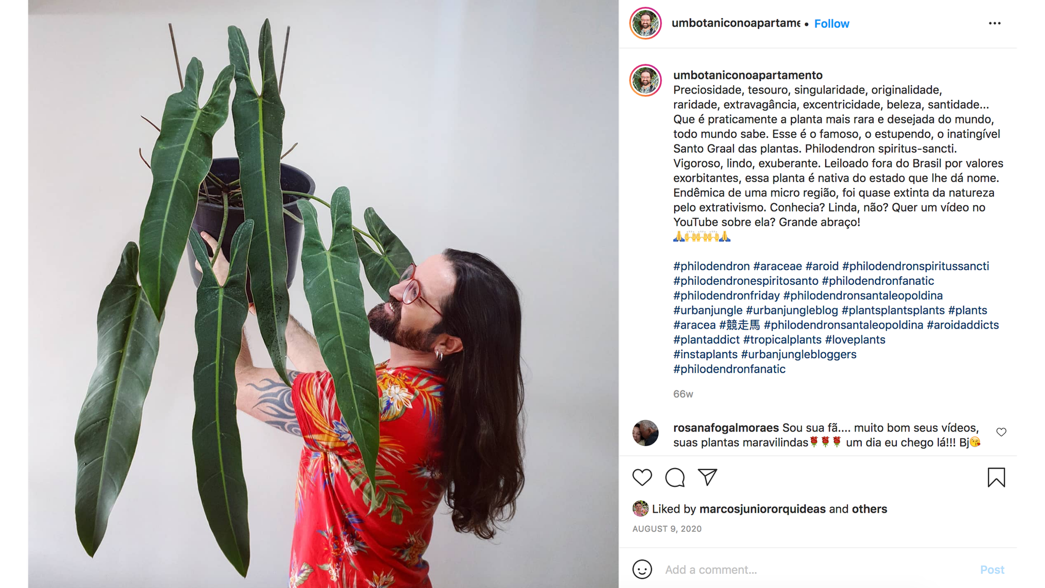 As plantas brasileiras quase extintas que movem mercado milionário no  Instagram - BBC News Brasil