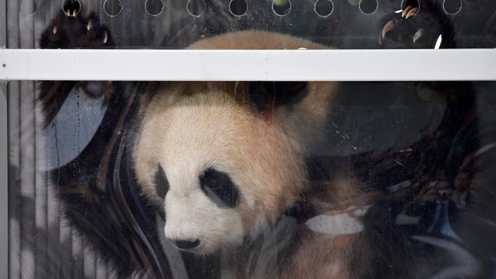 Панда в транспортном ящике во время пресс-конференции в аэропорту Шенефельд под Берлином после прибытия двух панд из Китая, 24 июня 2017 г.