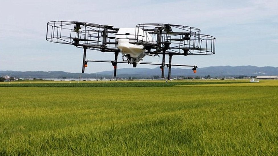 Drone flying over a rice crop in Japan