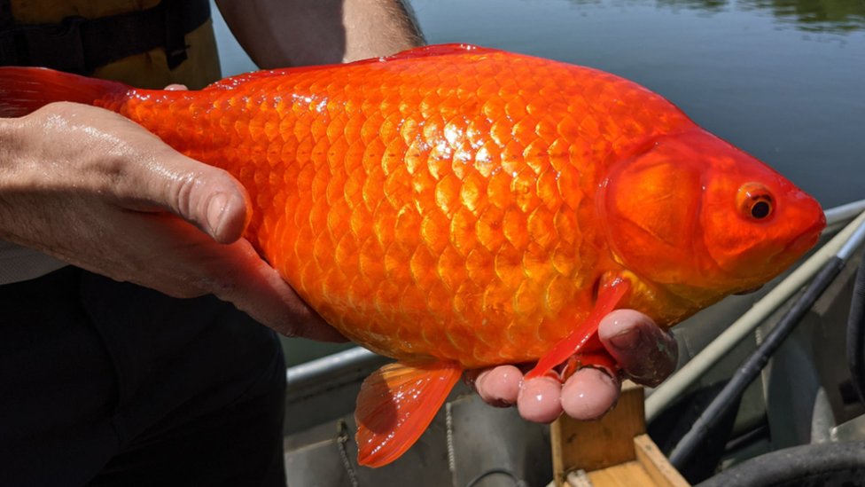 A giant goldfish found in a lake near the city of Burnsville