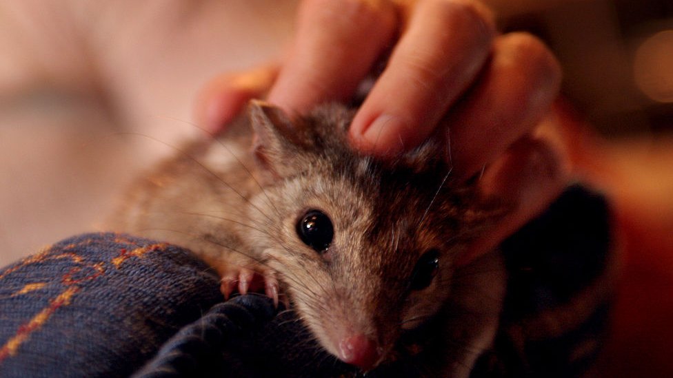 Sex and no sleep may be killing endangered quolls