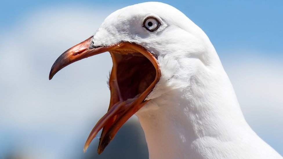 Why seagulls are not angry - just &#39;misunderstood&#39; - BBC News