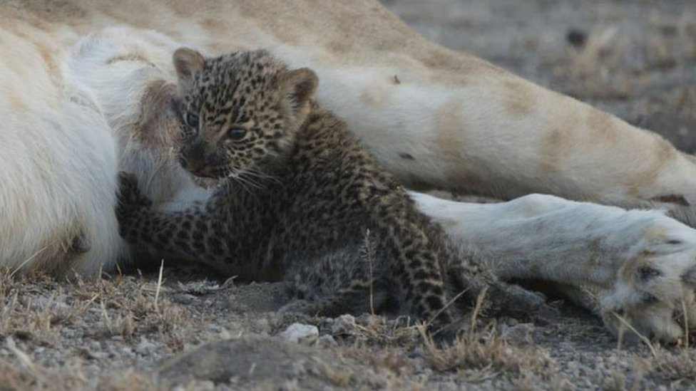 Детеныш леопарда поворачивается лицом к камере между кормлением
