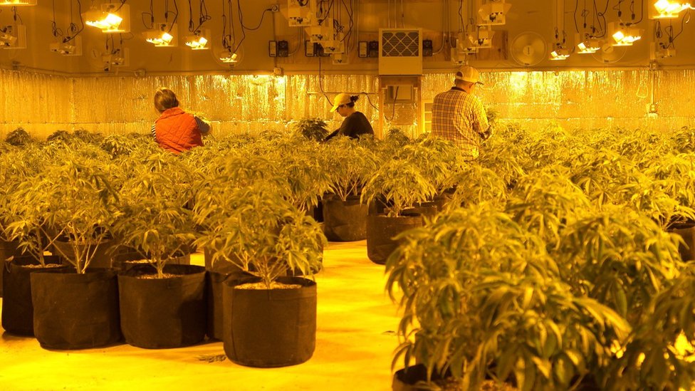 Chinese workers on a cannabis farm