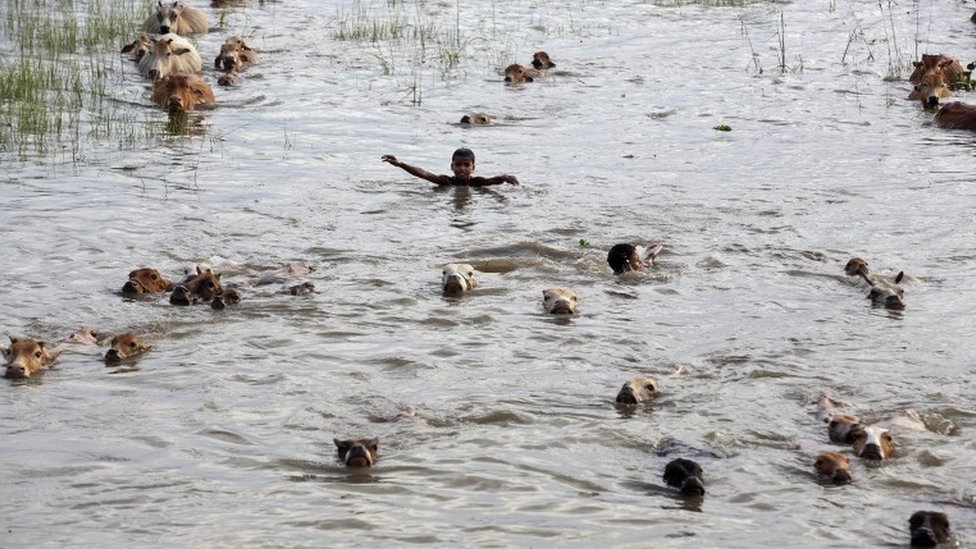 Индийские мальчики плывут со своим скотом через паводковые воды, пытаясь увести их в более безопасное место в деревне Холабуя, в 65 километрах (40 милях) к востоку от Гаухати, Индия, вторник, 1 сентября 2015 г.