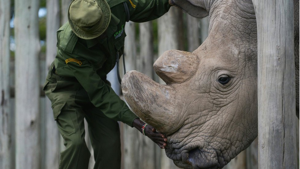 Судан, последний в мире самец северного белого носорога, умер в 2018 году