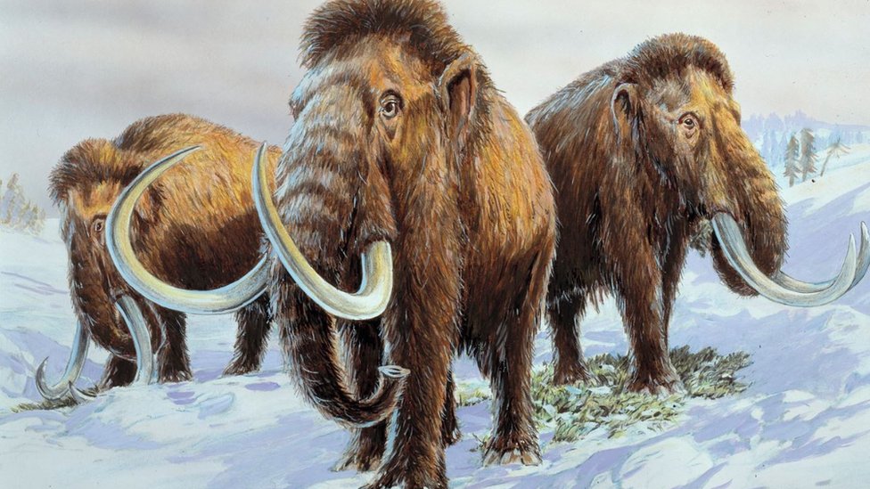 "Pero lo cierto es que se pueden hacer cosas maravillosas a partir del marfil de mamut", dice John Frederick Walker, un experto en marfil. Mamuts