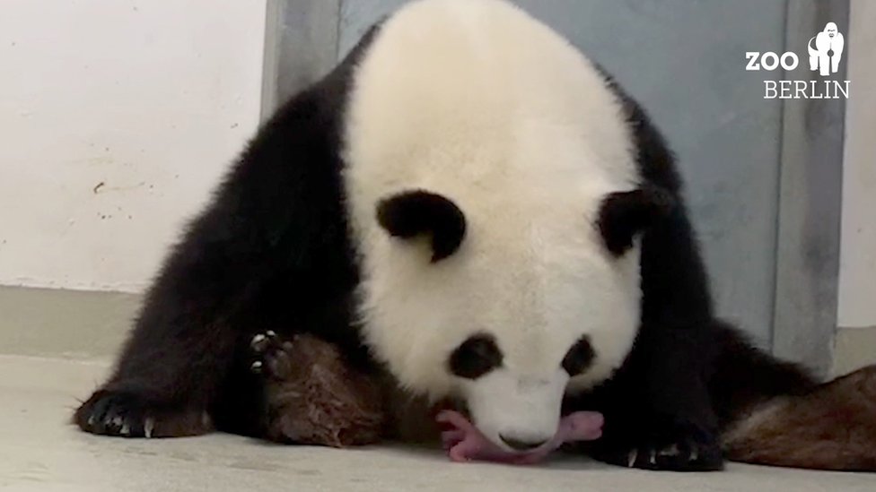 Мама панда с детенышем