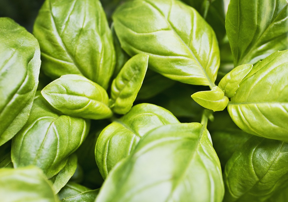 Albahaca