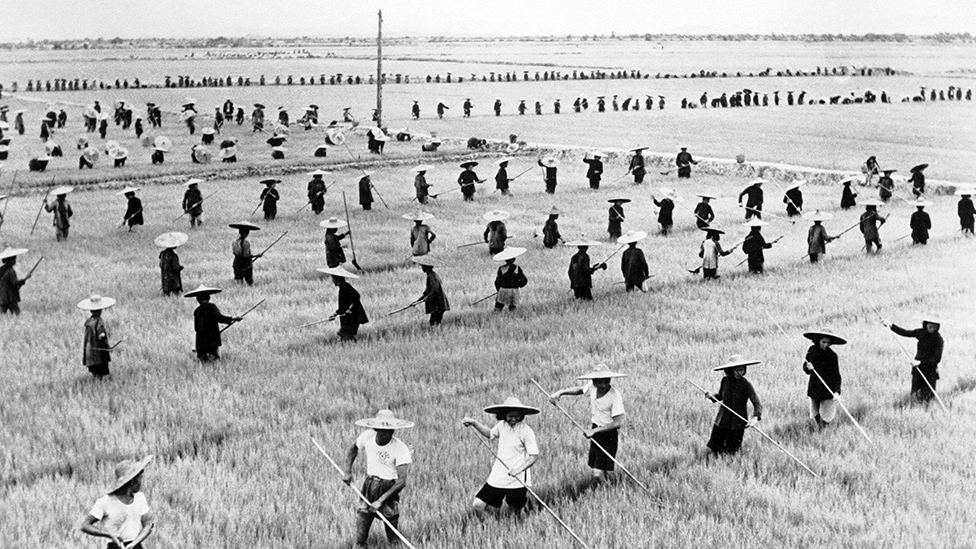 Equipos de campesinos trabajando en una granja comunal durante el "Gran Salto Adelante'" (1959 - 1961).