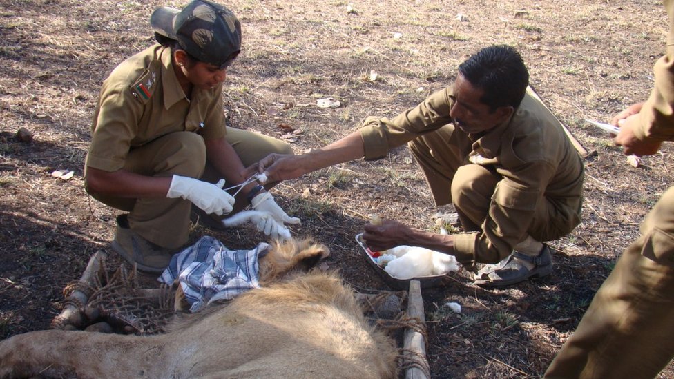 Расила Вадхер лечит травмированного льва